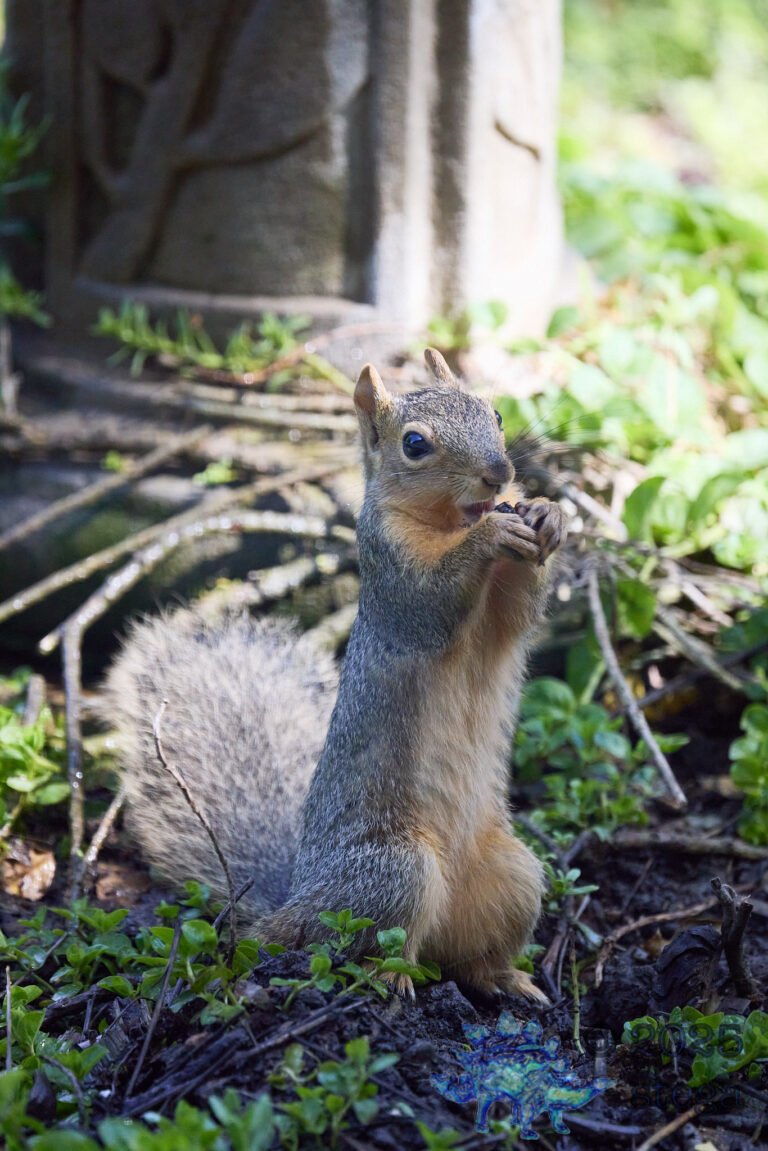 Fox Squirrel