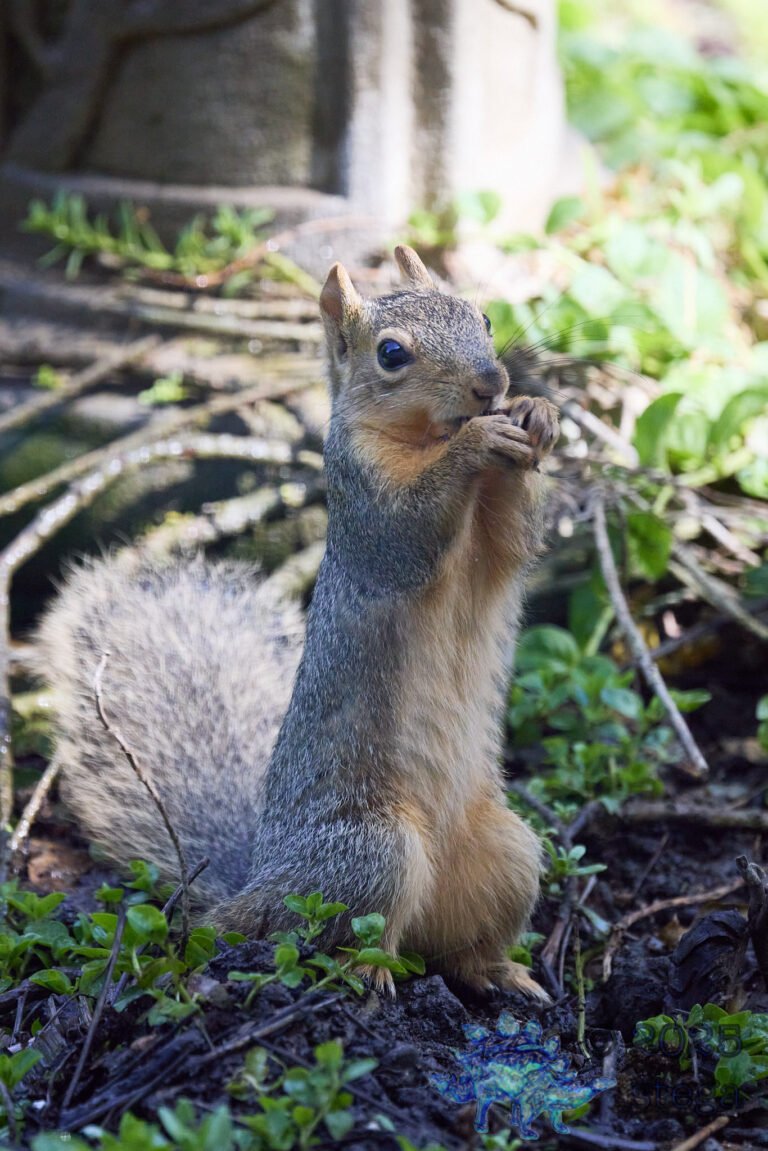 Fox Squirrel