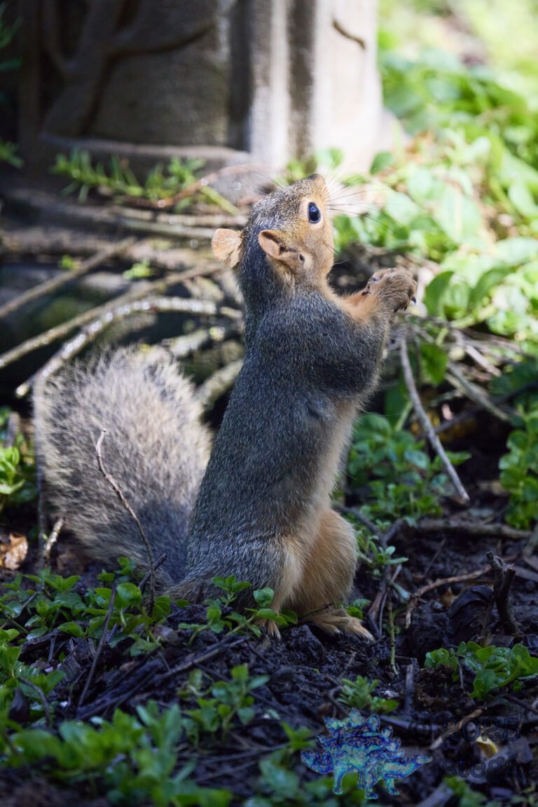 Fox Squirrel