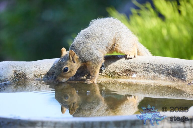 Fox Squirrel
