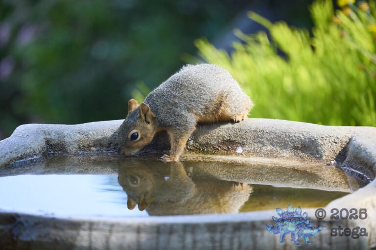 Fox Squirrel