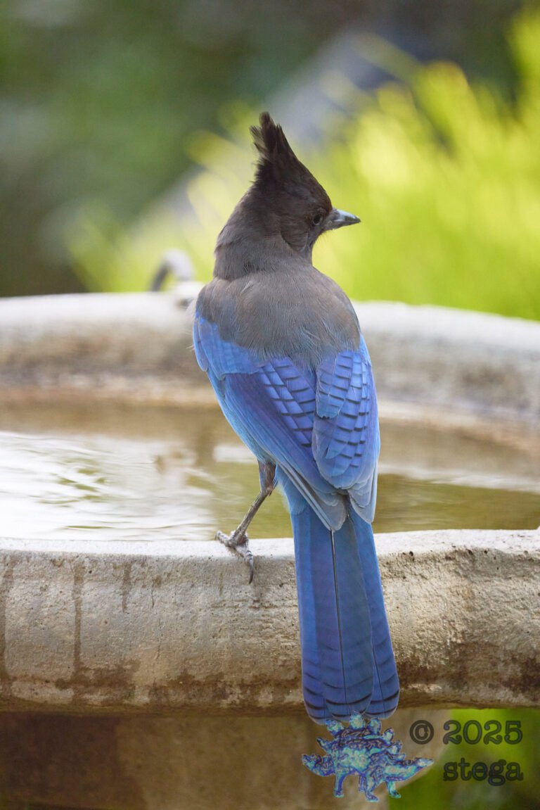 Steller’s Jay