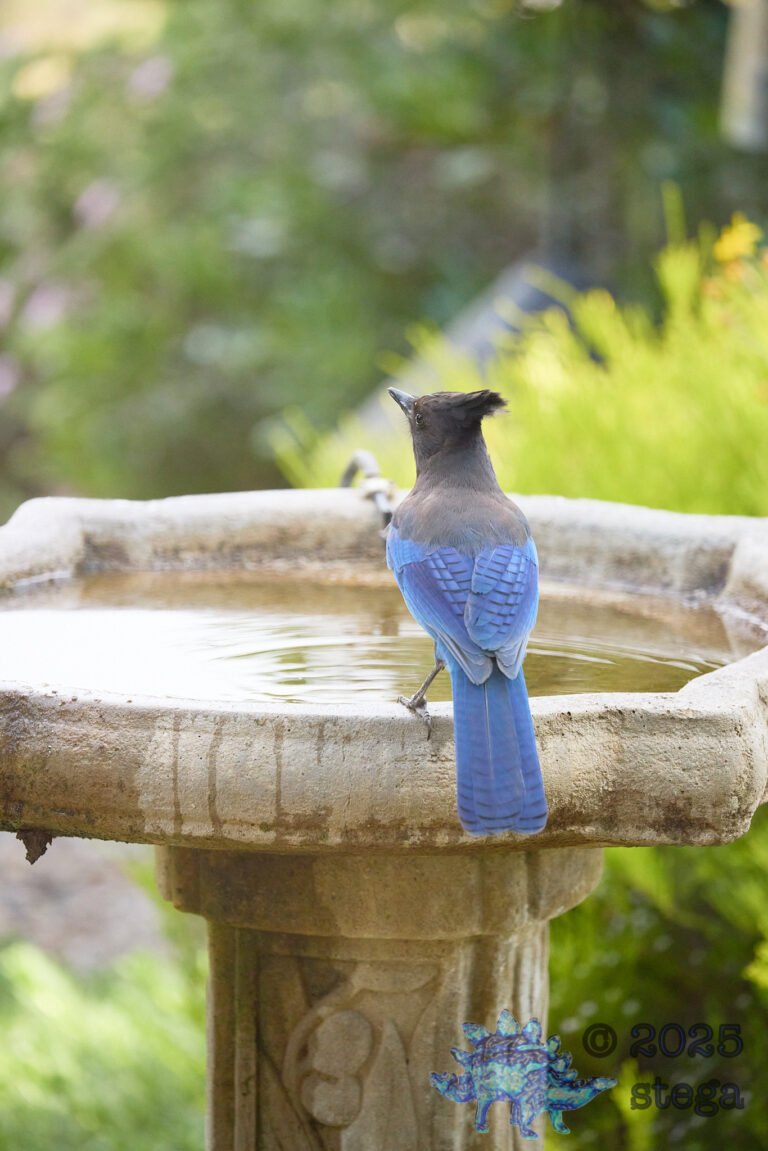 Steller’s Jay