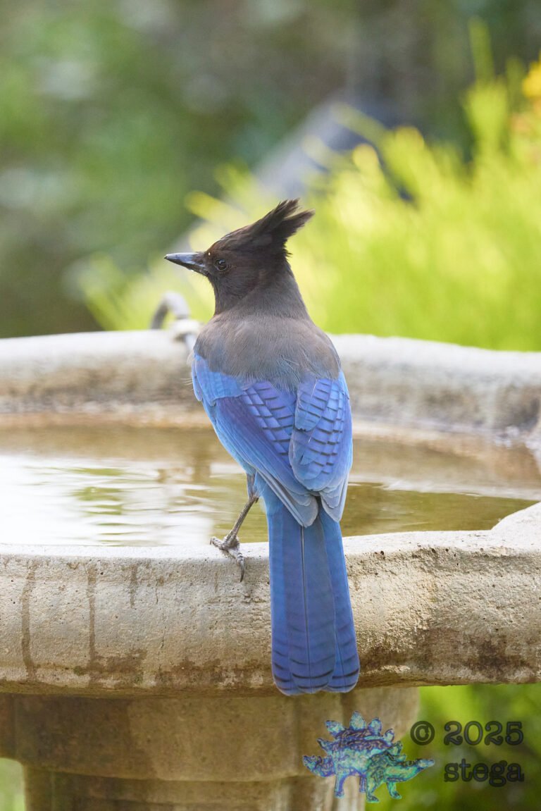 Steller’s Jay