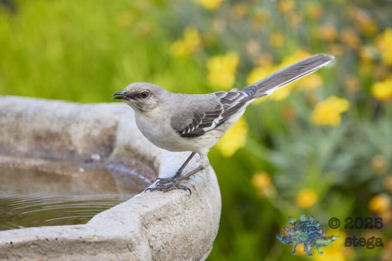 Northern Mockingbird