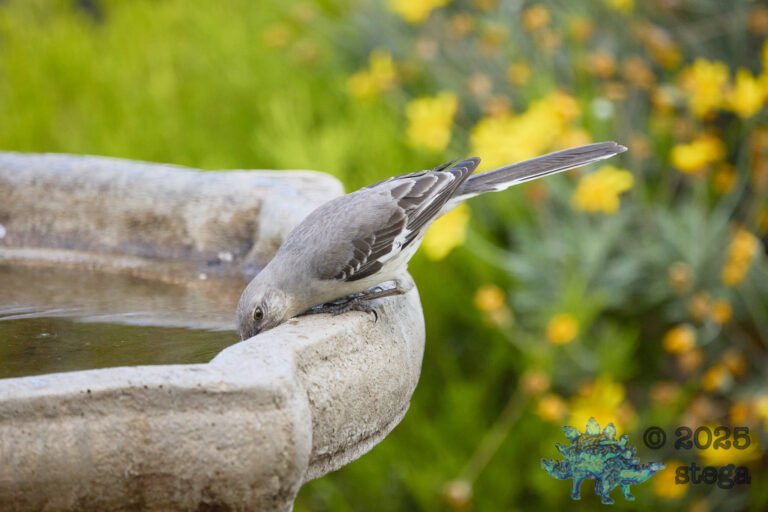 Northern Mockingbird