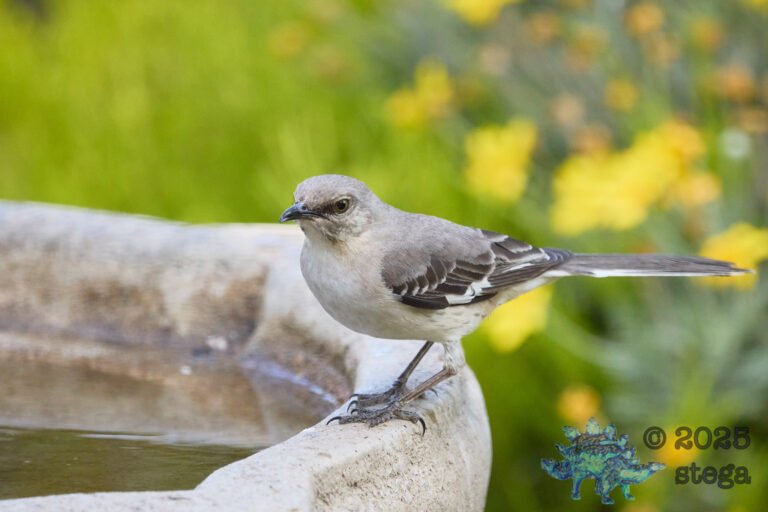 Northern Mockingbird