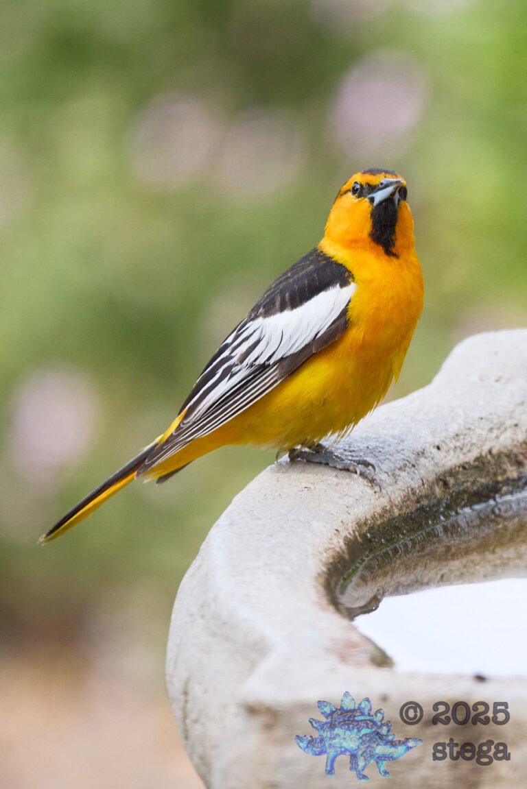 Bullock’s Oriole
