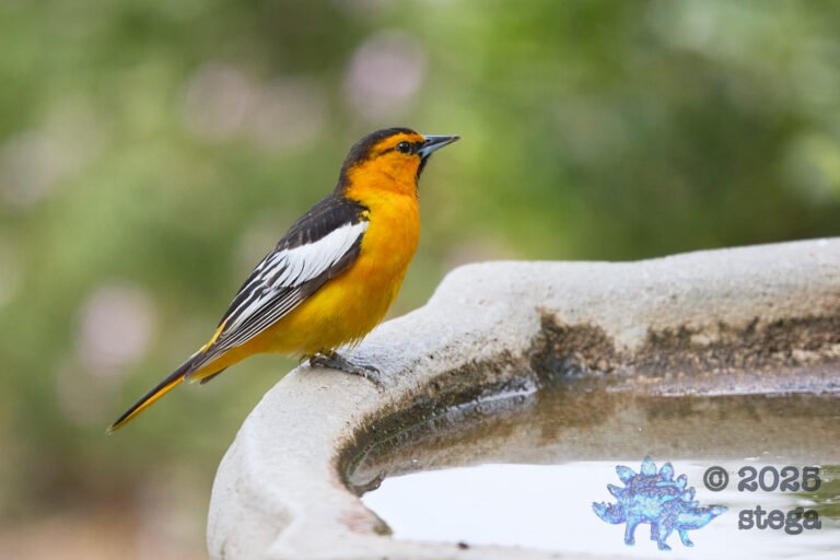 Bullock’s Oriole