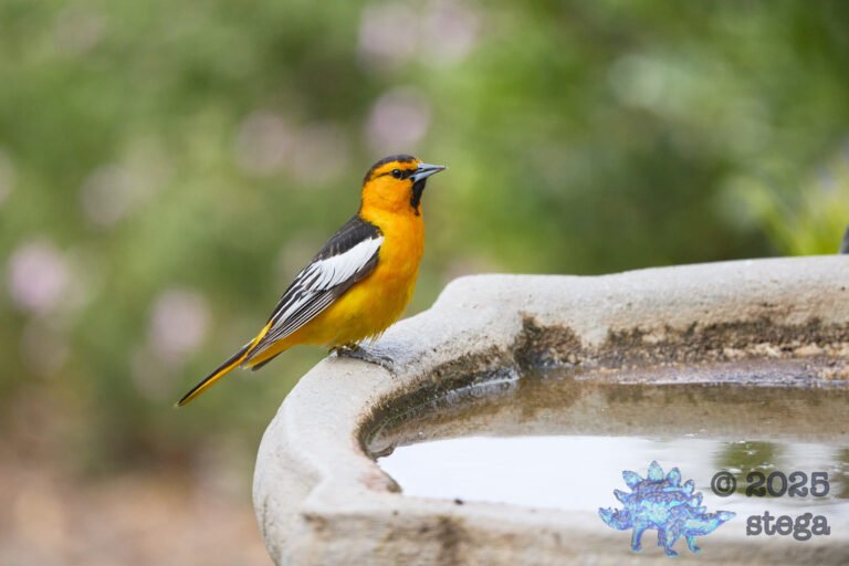 Bullock’s Oriole