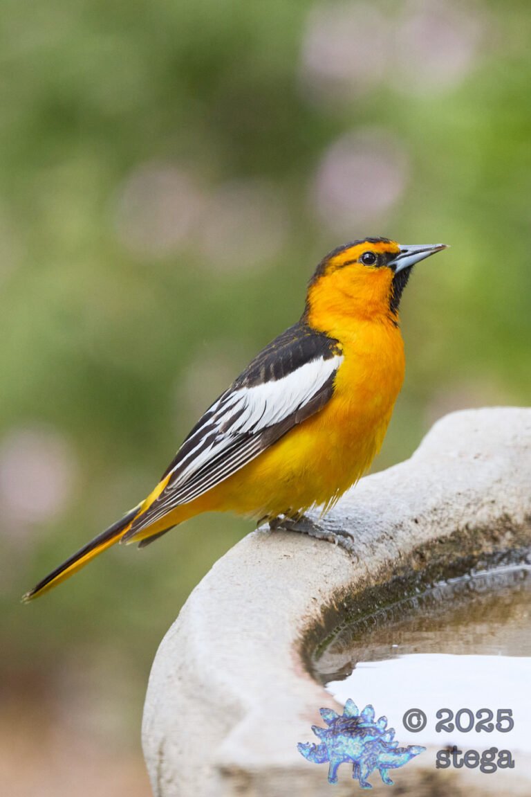 Bullock’s Oriole