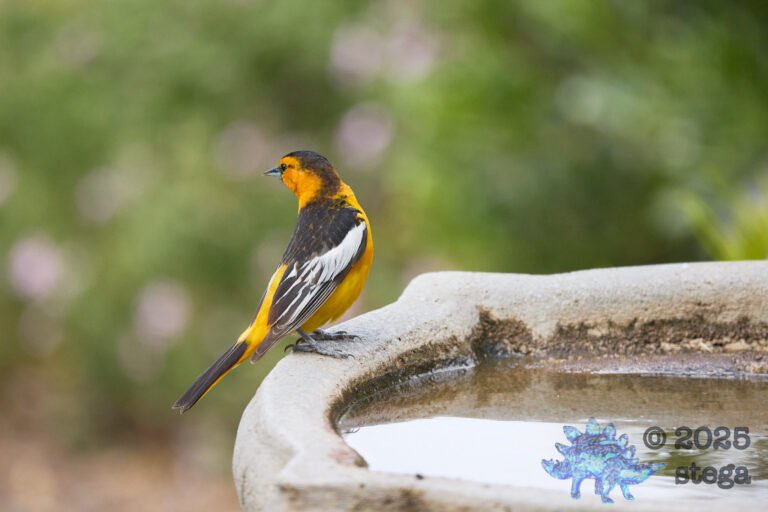 Bullock’s Oriole