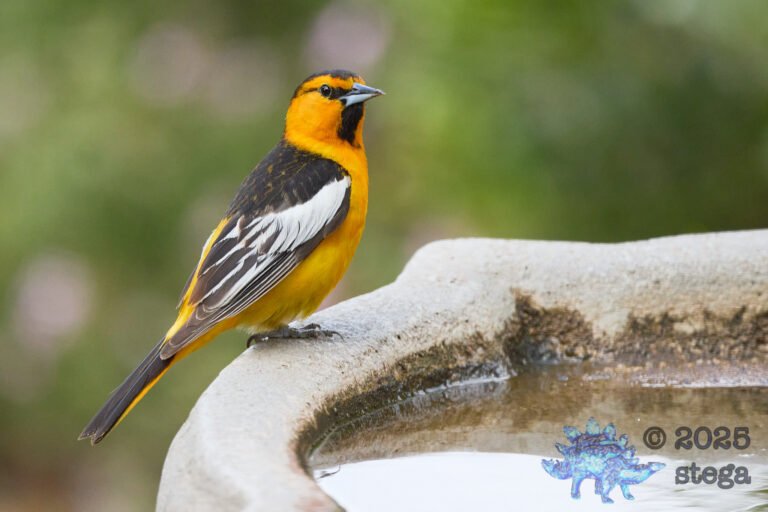 Bullock’s Oriole