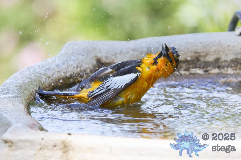 Bullock’s Oriole