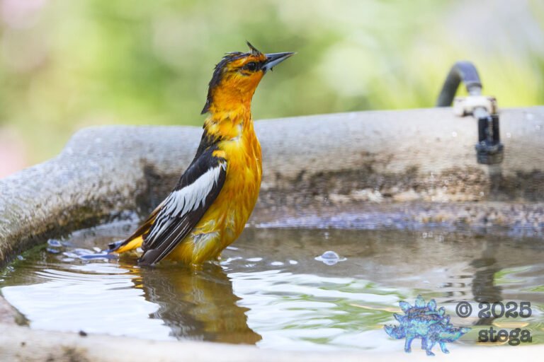 Bullock’s Oriole