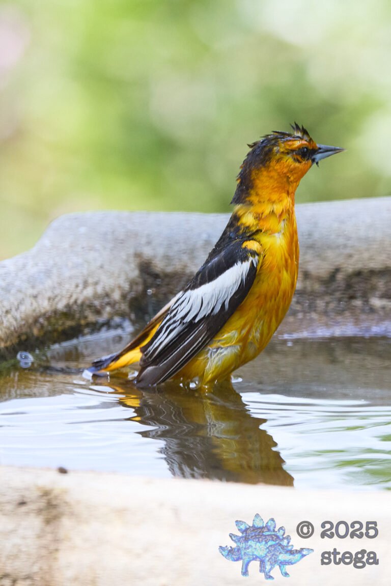 Bullock’s Oriole