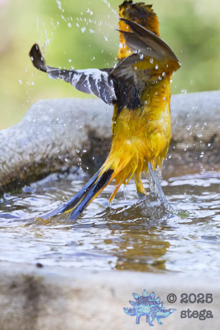 Bullock’s Oriole