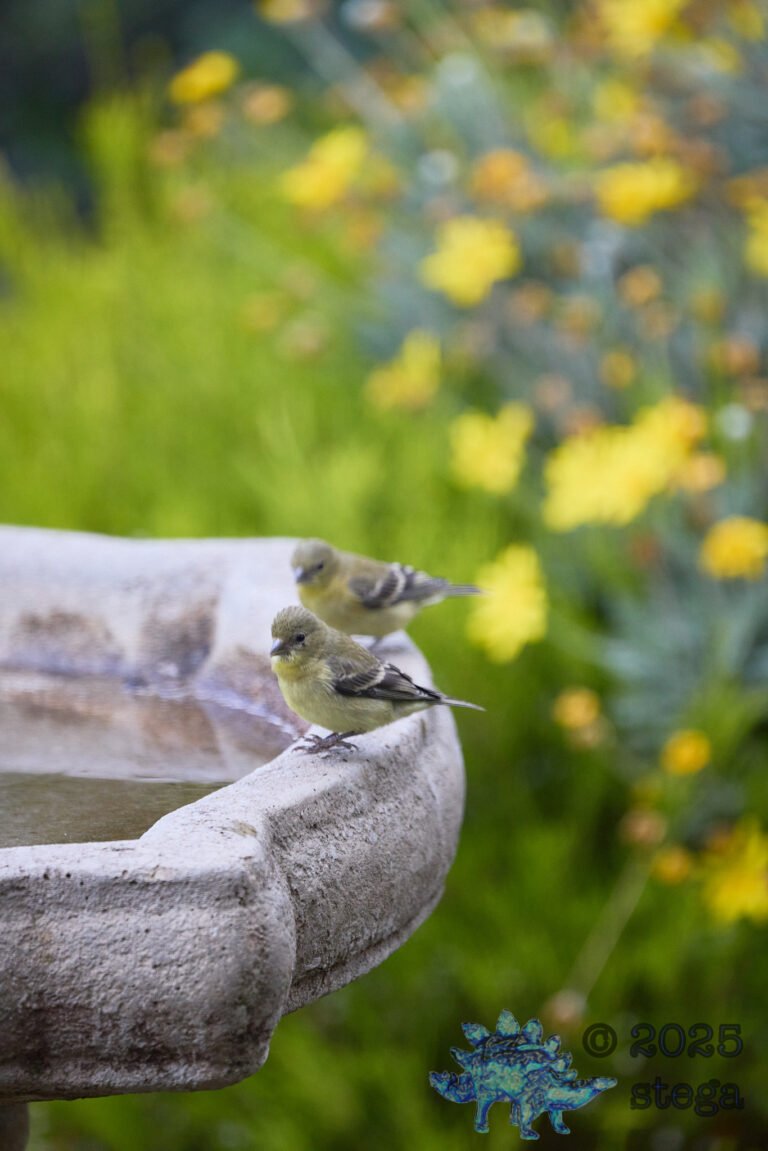Lesser Goldfinch