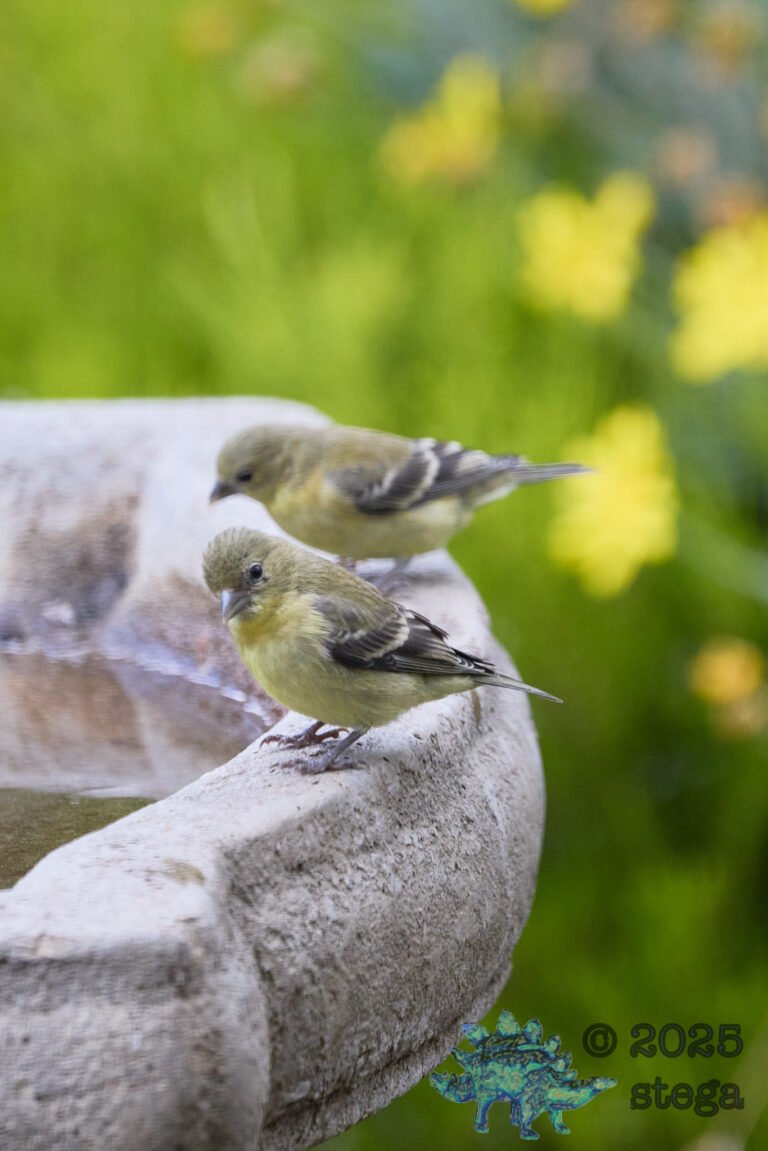 Lesser Goldfinch