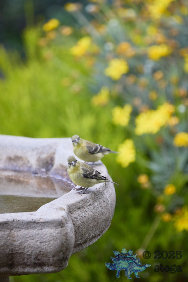 Lesser Goldfinch