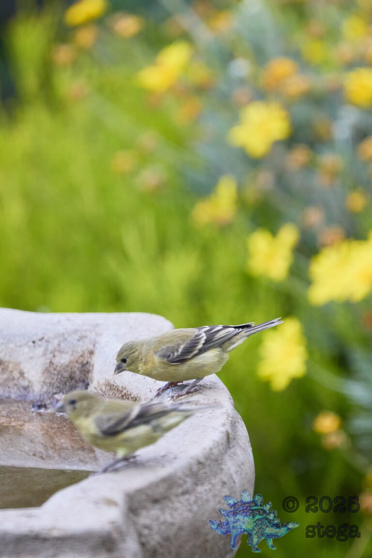 Lesser Goldfinch