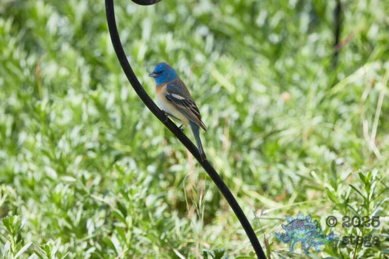 Lazuli Bunting