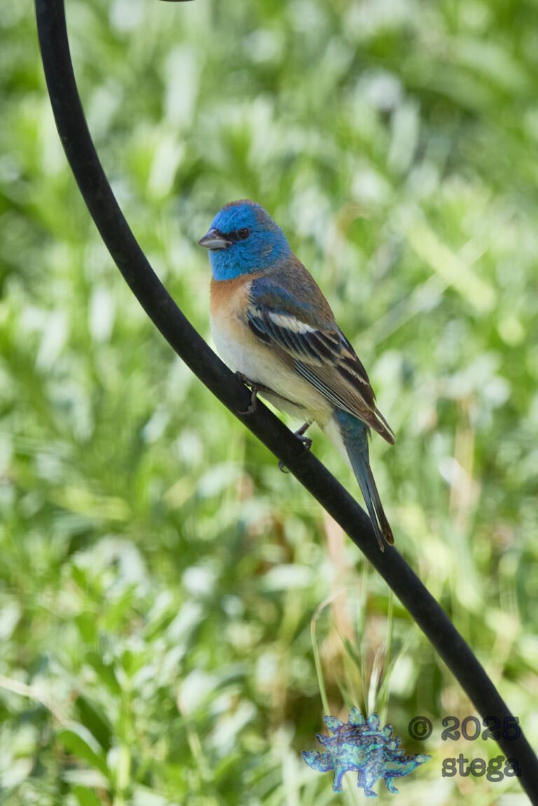 Lazuli Bunting