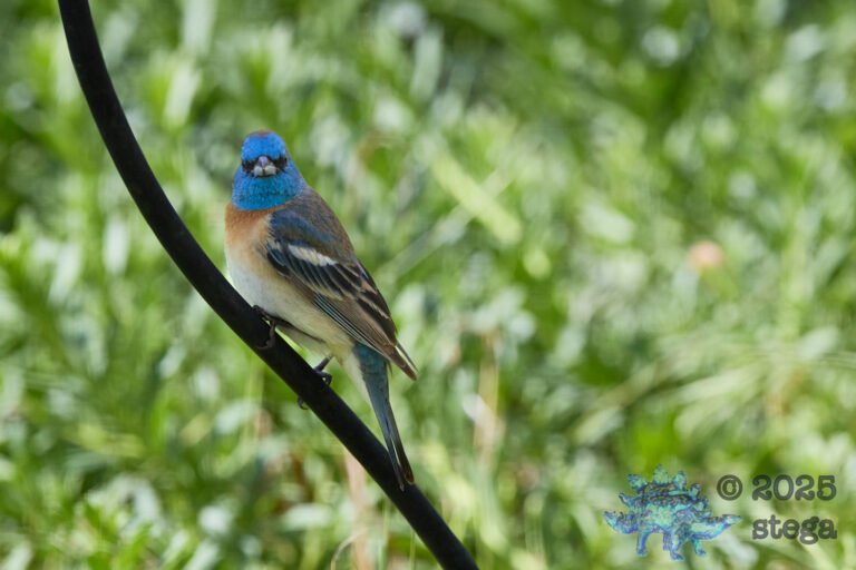 Lazuli Bunting