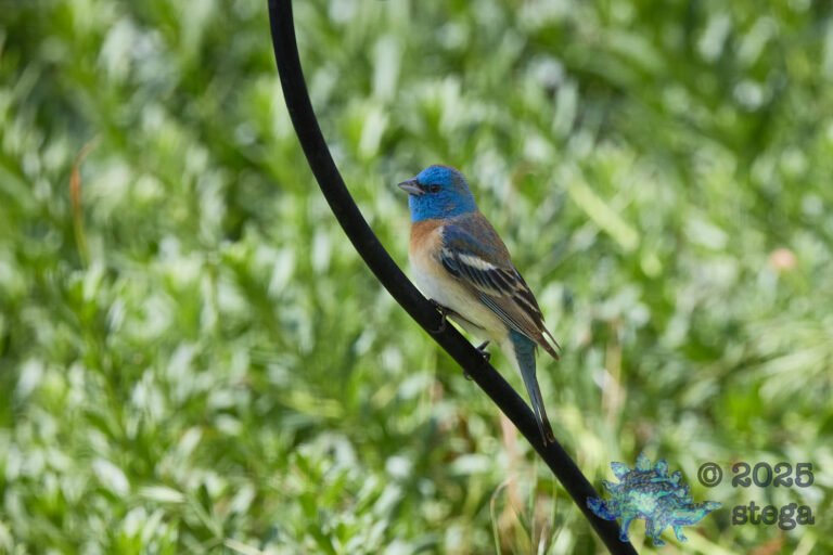 Lazuli Bunting