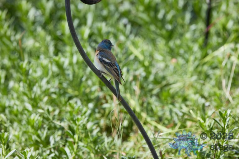 Lazuli Bunting