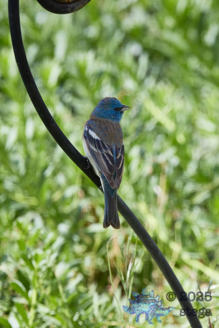 Lazuli Bunting
