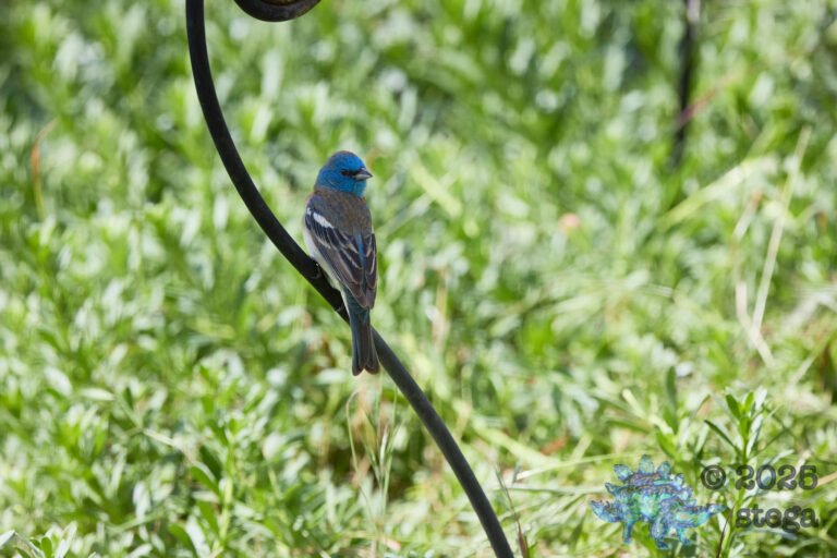 Lazuli Bunting