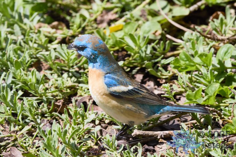 Lazuli Bunting