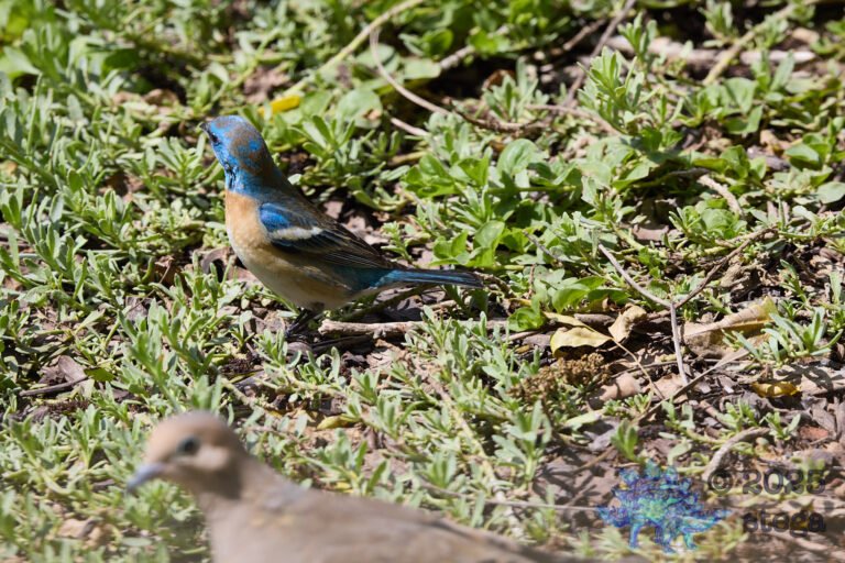 Lazuli Bunting