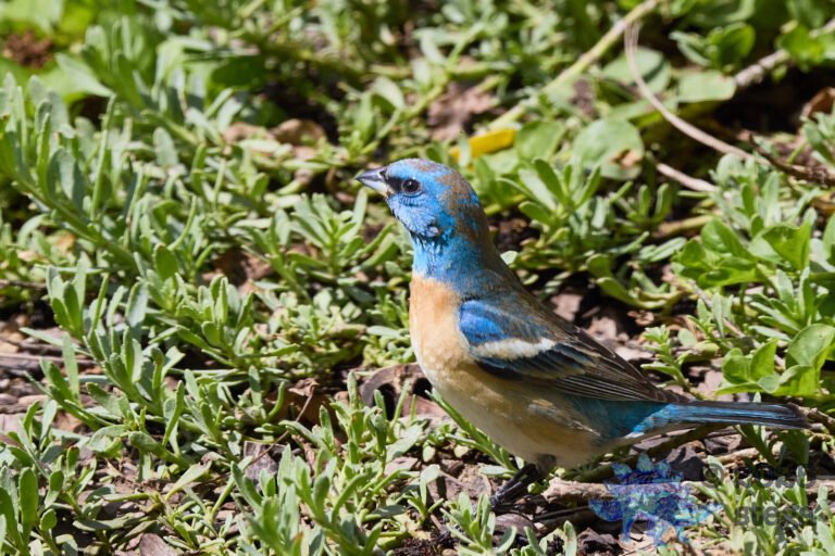 Lazuli Bunting