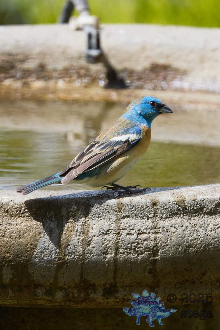 Lazuli Bunting