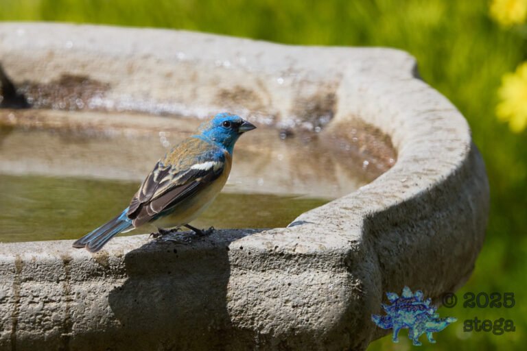Lazuli Bunting