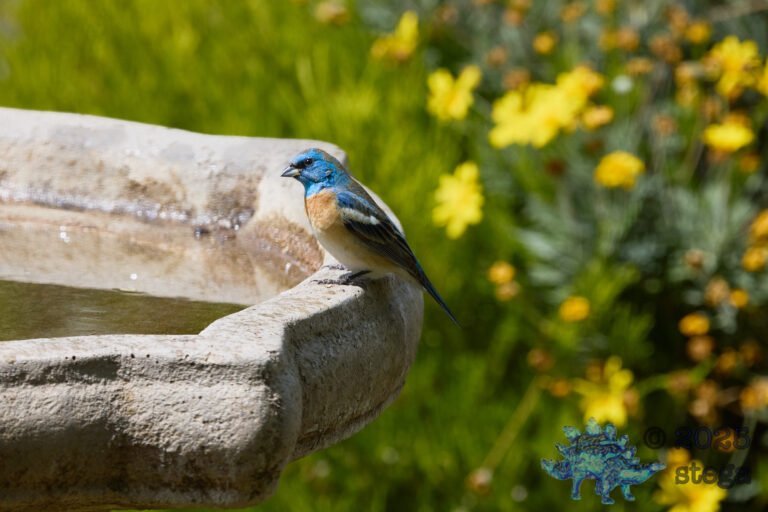 Lazuli Bunting