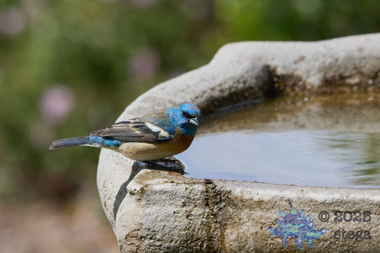 Lazuli Bunting