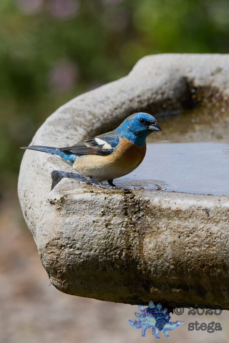 Lazuli Bunting