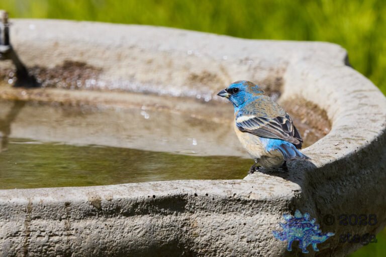 Lazuli Bunting