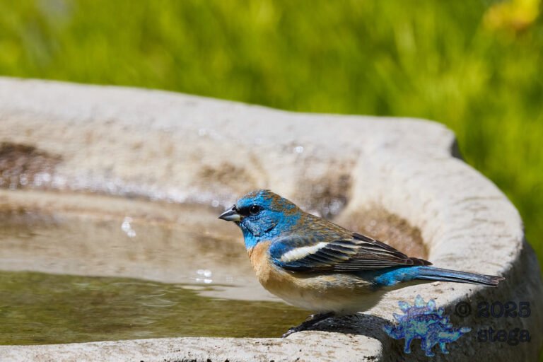 Lazuli Bunting