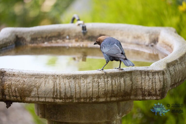 Brown-headed Cowbird