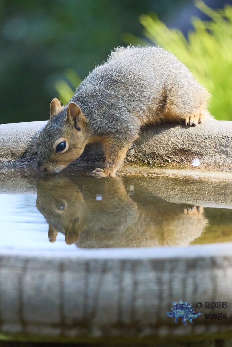 Fox Squirrel