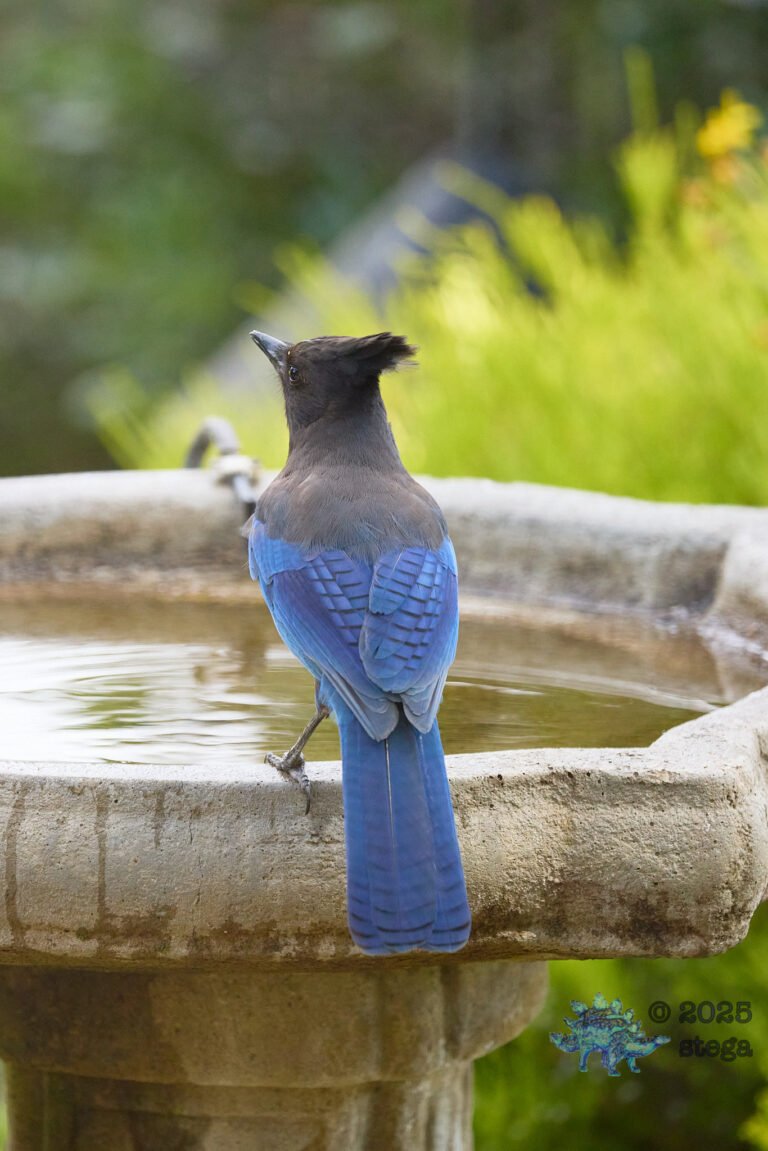 Steller’s Jay