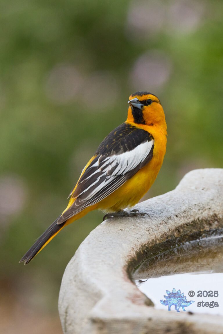 Bullock’s Oriole