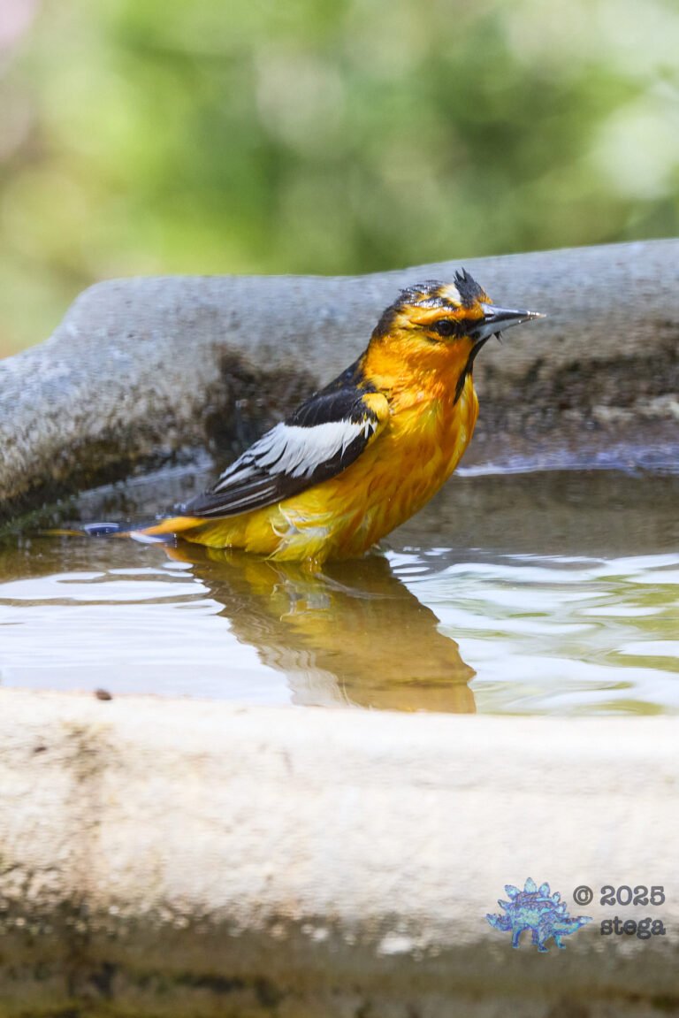 Bullock’s Oriole