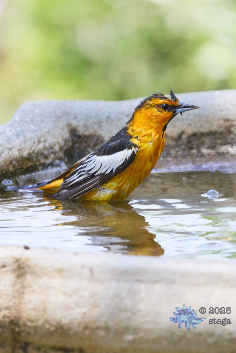 Bullock’s Oriole