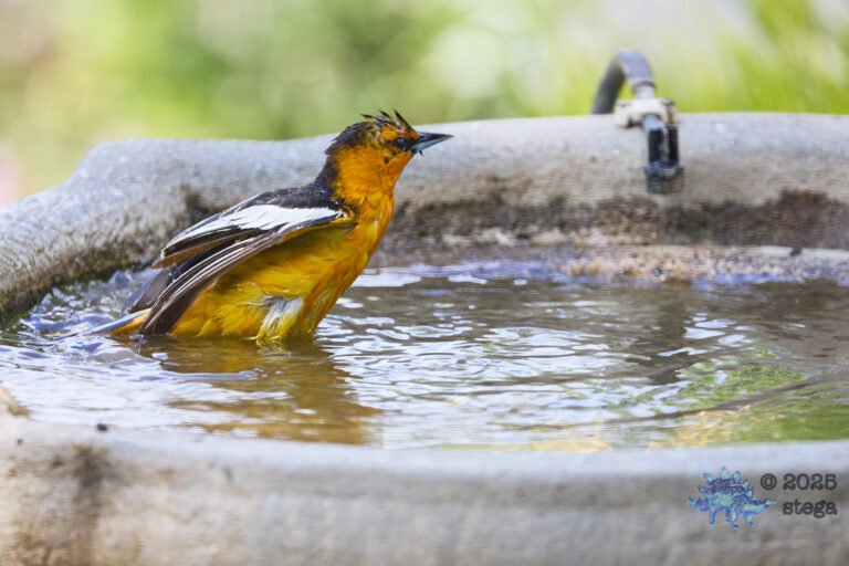 Bullock’s Oriole