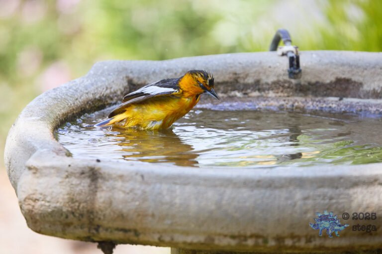 Bullock’s Oriole